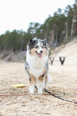 Purebreed shetland sheepdog puppy standing in sand with trees in the background and yellow frisbee.