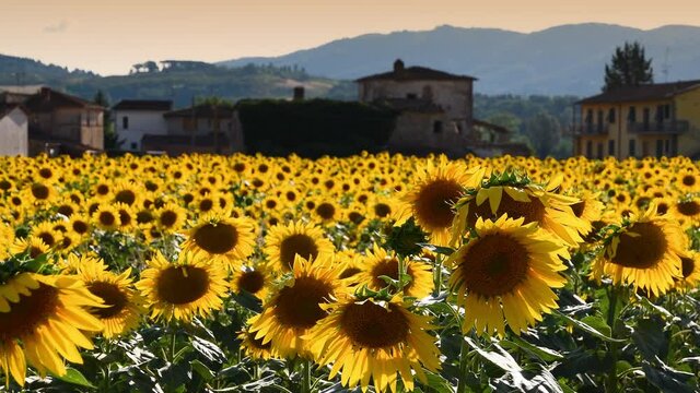 Sunflowers move in the wind under the summer sun on sunset. Close up of beautiful sunflowers.