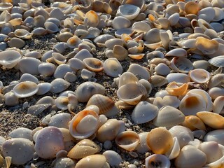 Obraz premium beaches in singer island in Palm Beach Florida sea shells and sand 