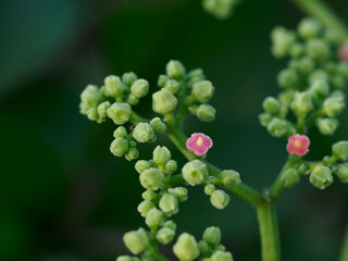ヤブガラシの花托と雌蕊