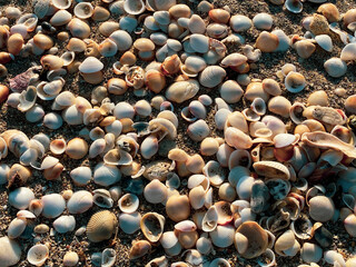beaches in singer island in Palm Beach Florida  sea shells and sand 