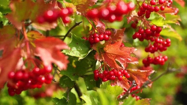 Closeup view 4k stock video footage of bright red autumn berries growing on trees in garden in countryside. Natural floral background