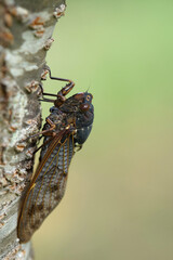 アブラゼミ　クローズアップ　夏の終わり　9月上旬