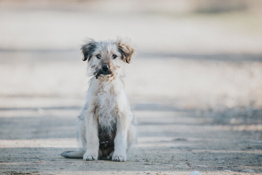 Sad and abandoned puppies in the middle of nowhere. Perfect images for neutering campaigns. 