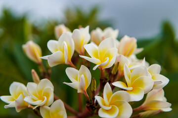 (Plumeria),Close-up of a bouquet of frangipani and blurred background.