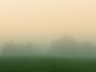 Łąka skryta w porannej mgle.
