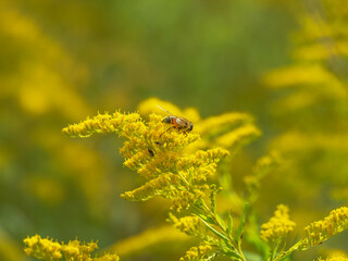 Pszczoły zbierające nektar z kwiatów nawłoci. - obrazy, fototapety, plakaty