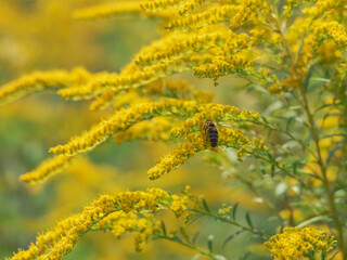 Pszczoły zbierające nektar z kwiatów nawłoci. - obrazy, fototapety, plakaty
