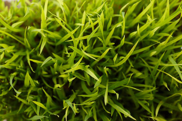 Green grass close up of macro