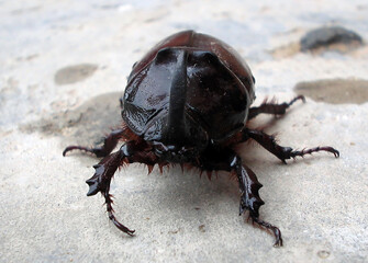 rhinoceros beetle