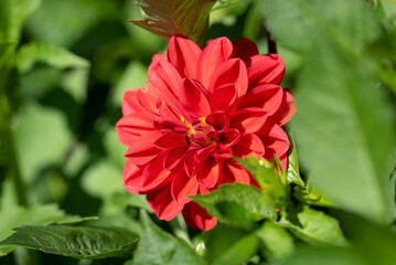 Schöne Blüte im Garten