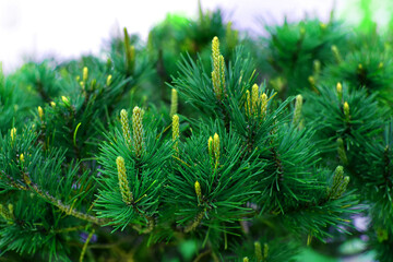 Green pine branches coniferous needles background closeup..Blur.