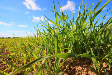 green grass fresh shoots wheat, green grass field summer background