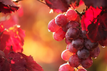 Bunch of red grapes and red leaves and drops after rain in sunlight in the vineyard. autumn...