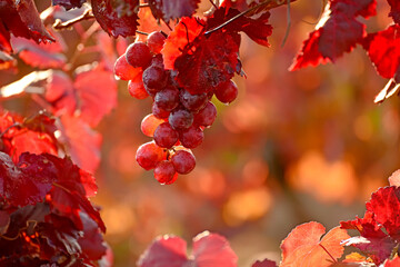 Bunch of red grapes and red leaves and drops after rain in sunlight in the vineyard. autumn season.

