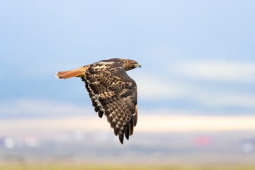 Red-tailed Hawk