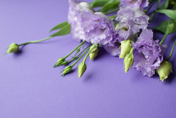 Beautiful violet eustoma flowers (lisianthus) in full bloom with buds leaves. Bouquet of flowers on purple background. Copy space