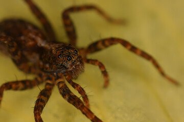 spider jumper macro, arachnophobia, beautiful jumping spider, poisonous spider