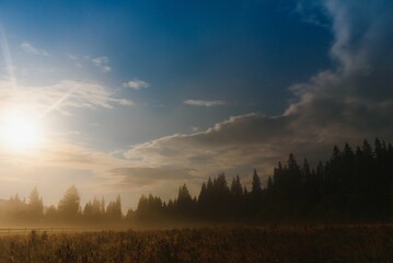 Wild forest silhouette on mountain under star night sky. Beautiful silhouettes of coniferous trees on hill in dark starry night.