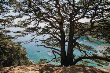 Pines and blue sea, natural background