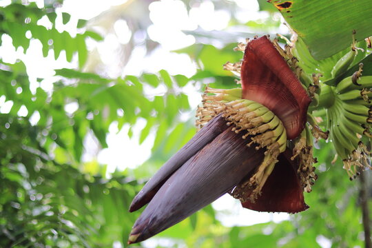 Beautiful of banana flower. banana is delicious tropical fruit at India
