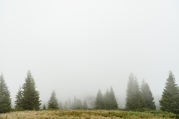 green pine forest on a mount slope in a dense fog, wide outdoor background