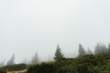 Fototapeta premium green pine forest on a mount slope in a dense fog, wide outdoor background