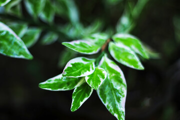 Green leaf nature background, natural texture of plant in close-up