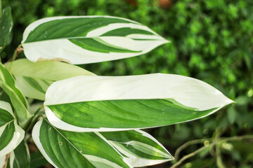 Obraz premium Green leaf nature background, natural texture of plant in close-up