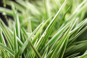 Green leaf nature background, natural texture of plant in close-up
