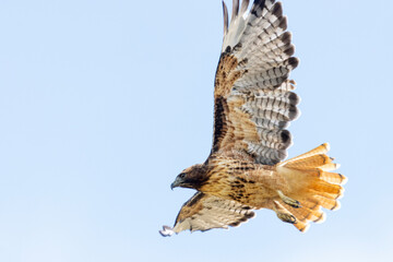 Red-tailed Hawk