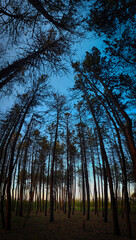 sunset in the forest