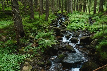 Mountain stream in green forest at spring time