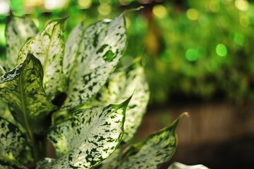 Dieffenbachia houseplant, green and yellow