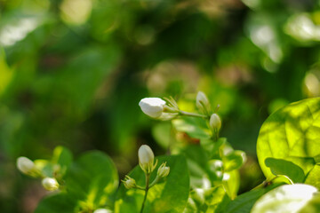 White Flower Closeup  in the sunlight