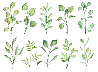 Set of watercolor hand painted green leaves on twigs. Hand drawn realistic botany isolated on white background. Different plants collection