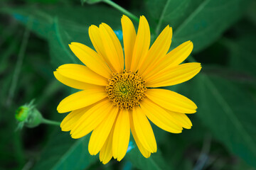 Yellow daisy flower. Yellow flower of Leopard's Bane (Doronicum orientale) in garden. General view of a single of flowering plants. Like a sun.