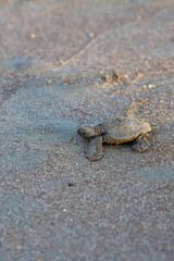 Turtles been born in Ostional Costa Rica