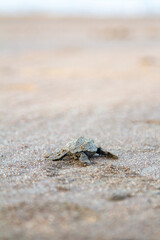 Turtles been born in Ostional Costa Rica