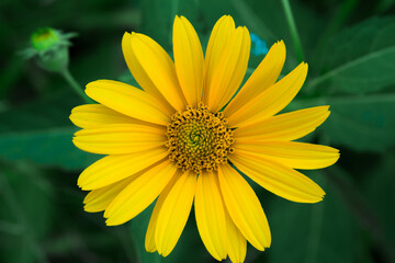 Yellow daisy flower. Yellow flower of Leopard's Bane (Doronicum orientale) in garden. General view of a single of flowering plants. Like a sun.