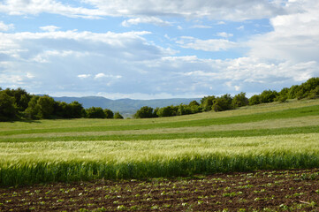 green wheat field in the spring with blue sky and white clouds in Serbia