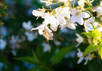 Selective focus shot of a bee sipping nectar from the Mock orange  flower in the garden
