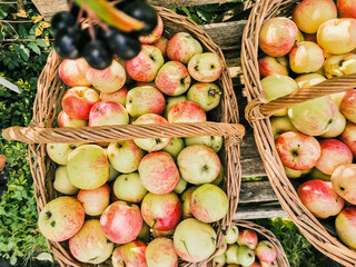 Ripe garden organic green red apples in  wicker basket and black rowan, black mountain ash on branch in garden, chokeberry  in autumn, fall harvest
