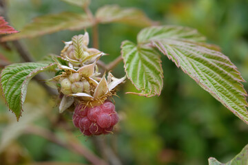 Wild raspberry 