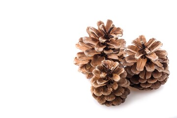 Pine cones