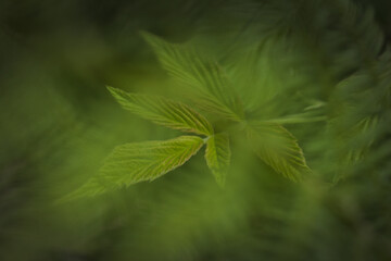 Fern branch semi-hidden between leaves