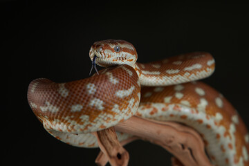 Snake python on a branch