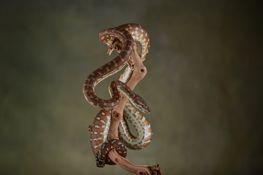 Snake python on a branch