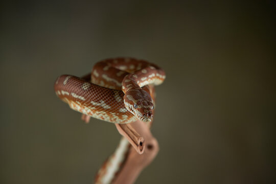 Snake python on a branch