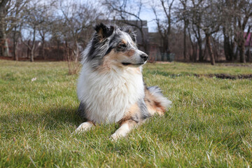 Blue Merle Shetland Sheepdog sitting in garden grass on a warm spring day.